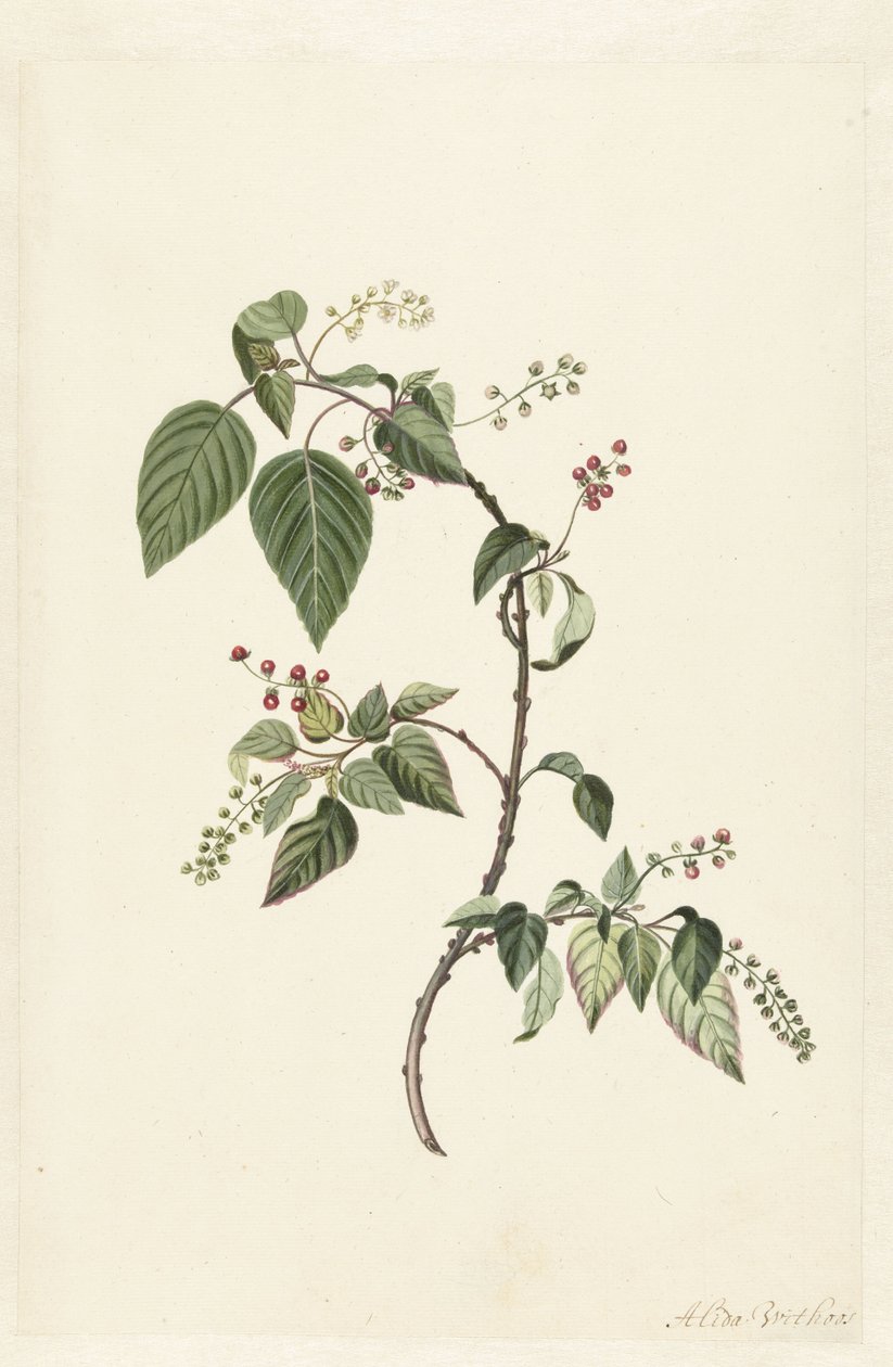 Nandina (Nandina domestica) tekijältä Alida Withoos