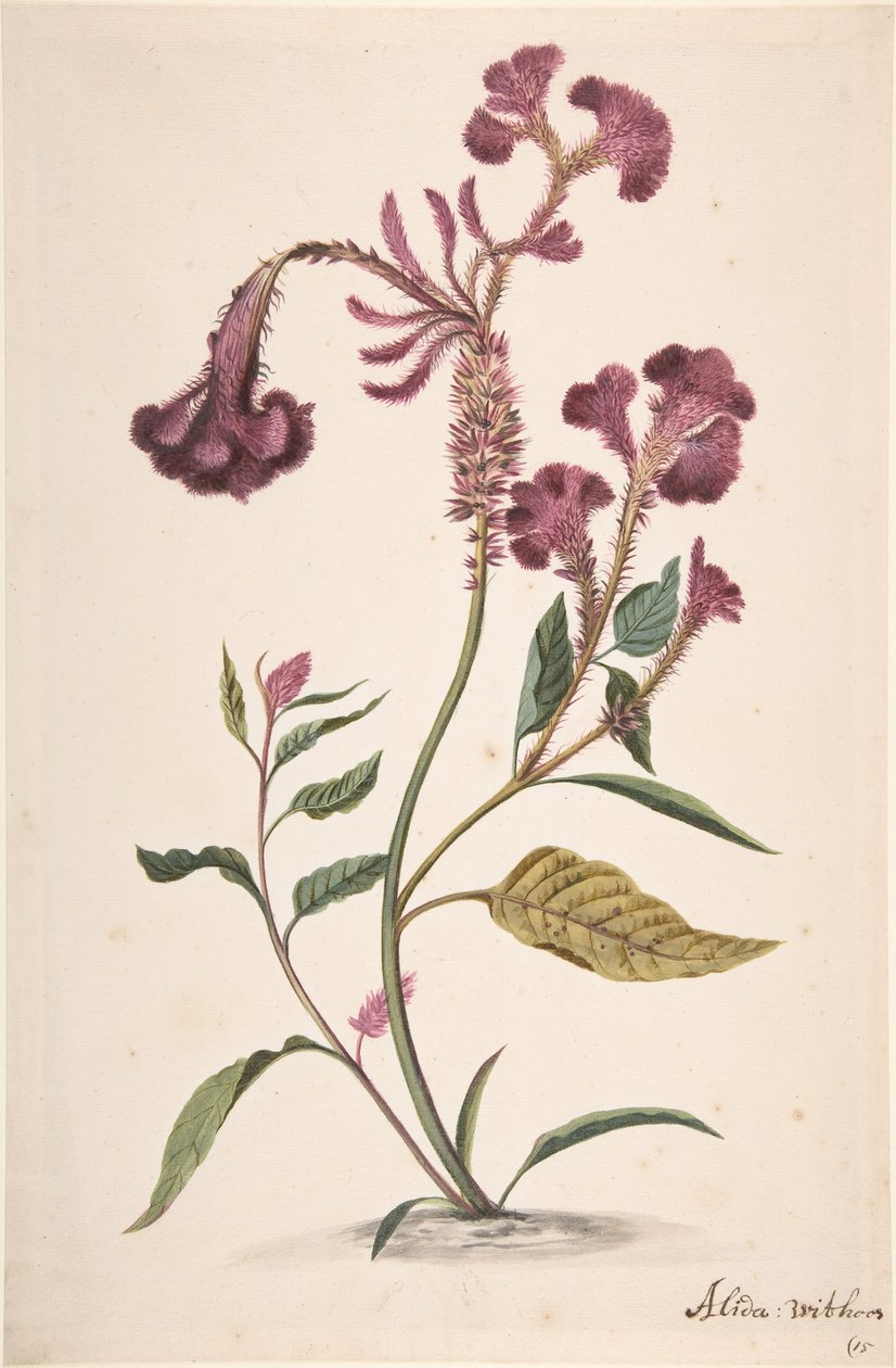 Tutkimus Hanekam Celosia argenteasta, n.d. tekijältä Alida Withoos