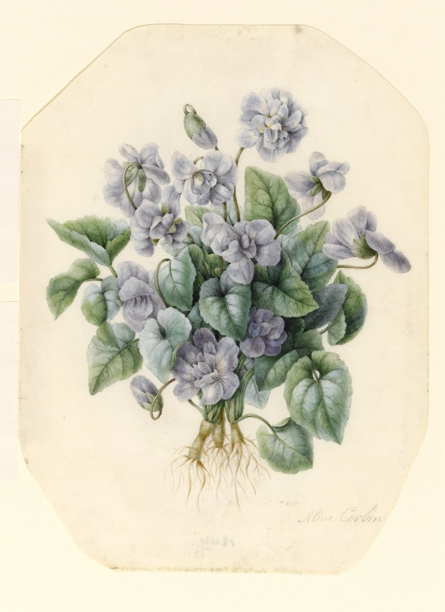 Violetit (wc ja vartalon väri vellum) tekijältä Aline Corbin