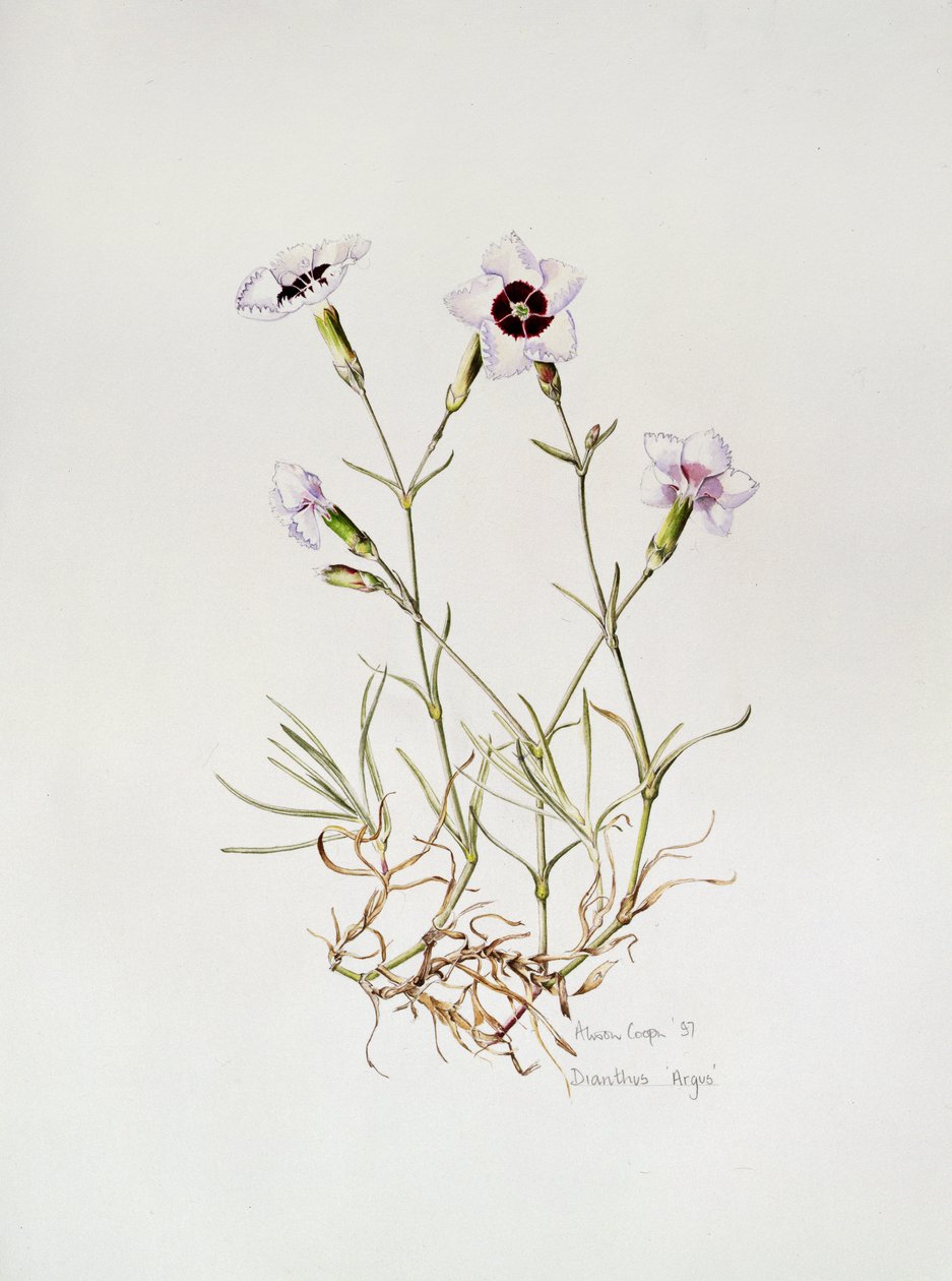 Dianthus "Argus", 1997 tekijältä Alison Cooper
