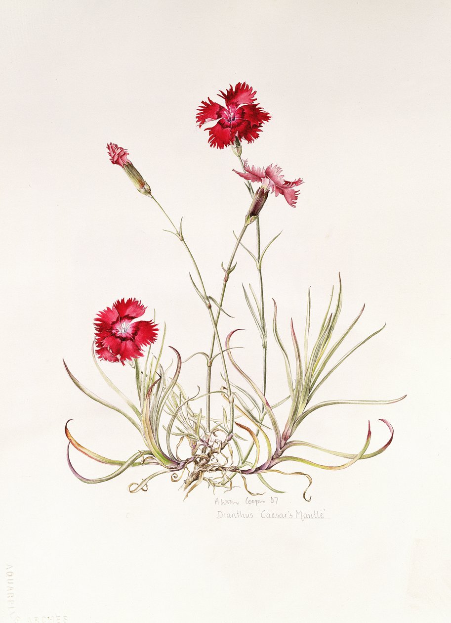 Dianthus Caesarin vaippa, 1997 tekijältä Alison Cooper