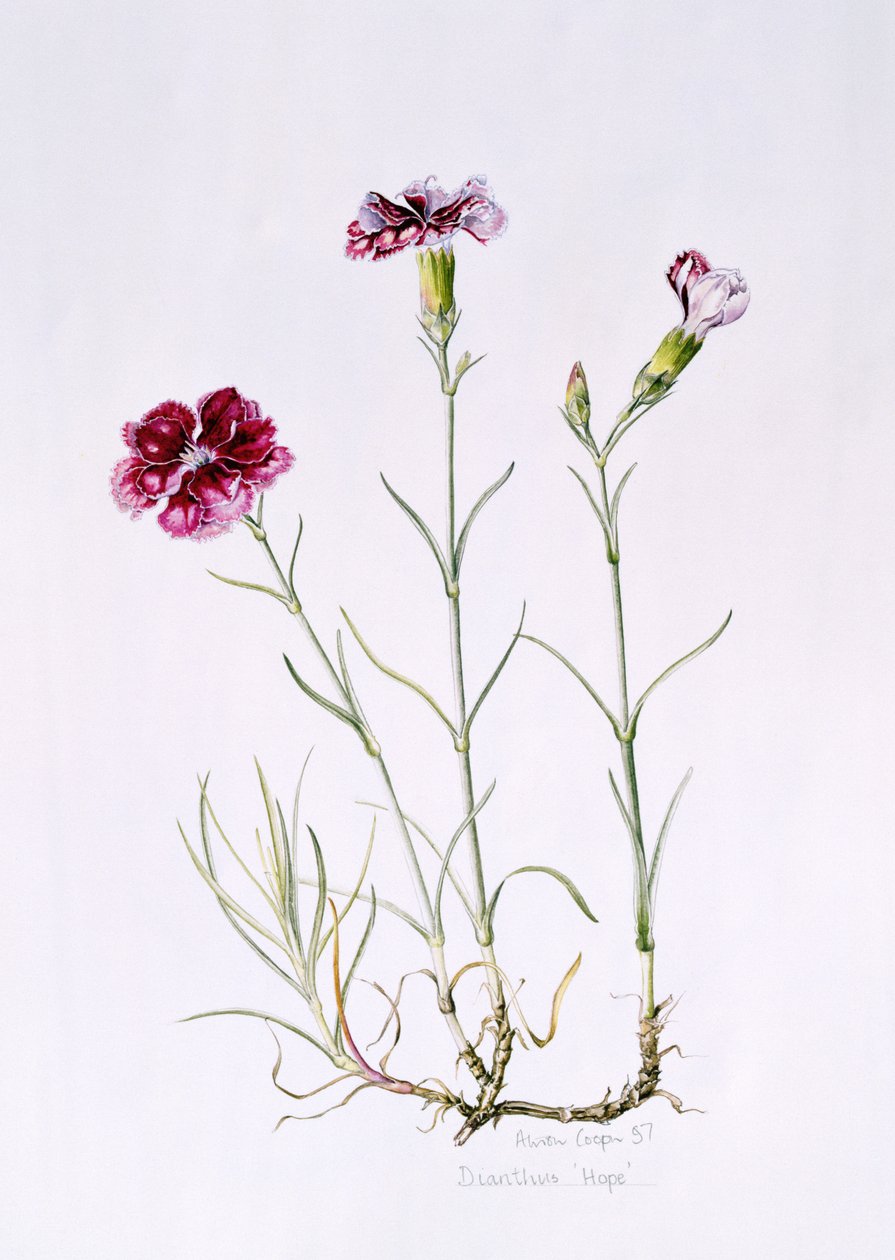 Dianthus Hope, 1997 (wc paperilla) tekijältä Alison Cooper