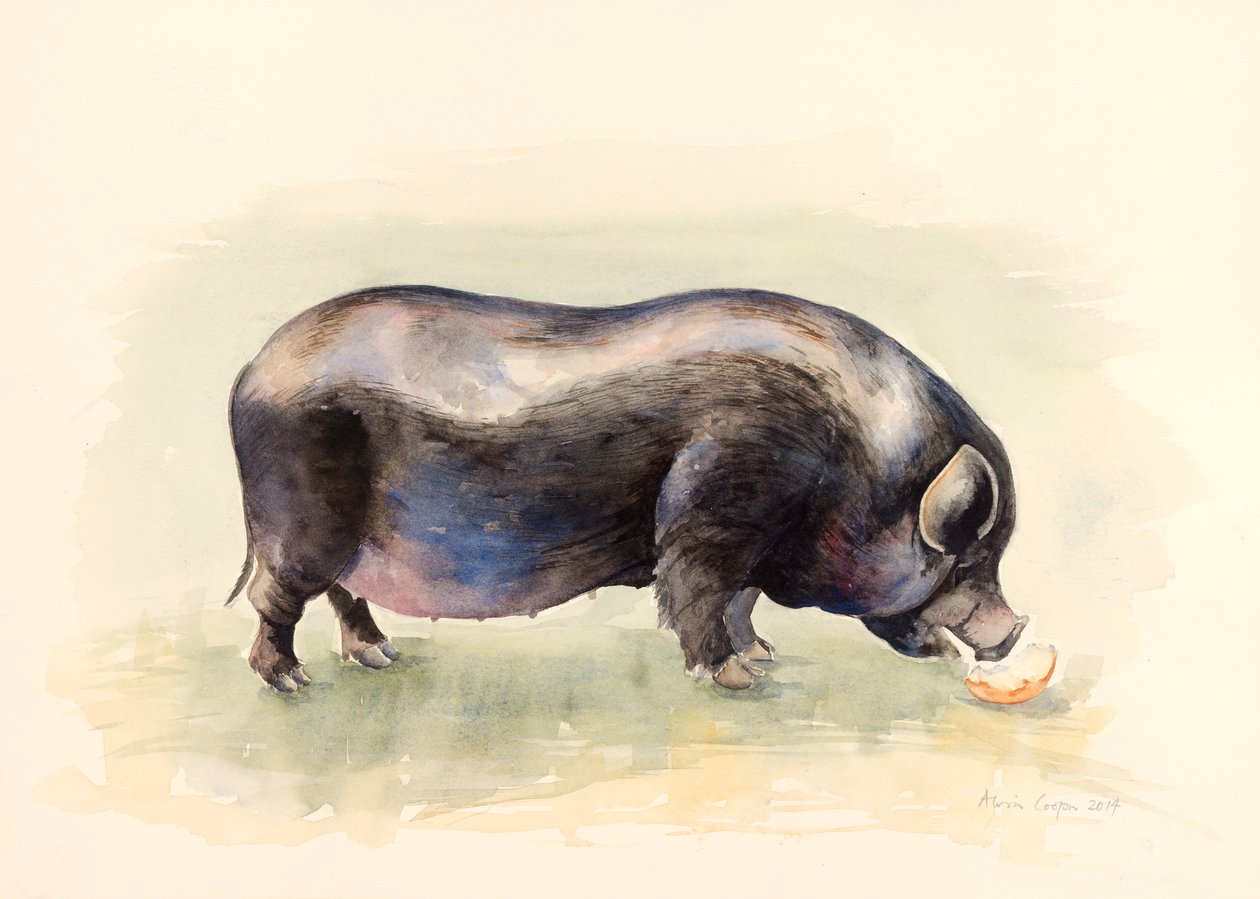 Italian musta possu, 2014, akvarelli tekijältä Alison Cooper