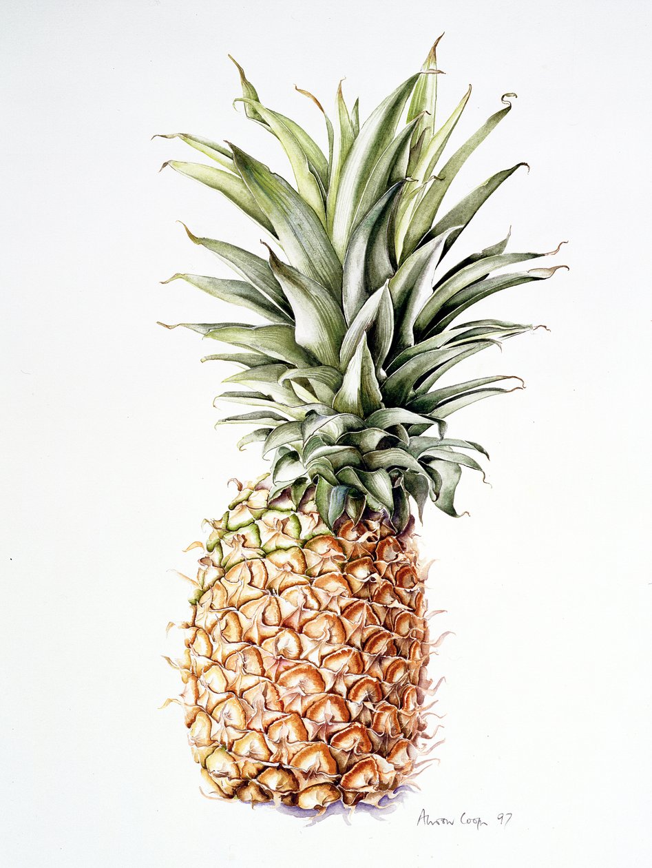 Ananas, 1997 tekijältä Alison Cooper