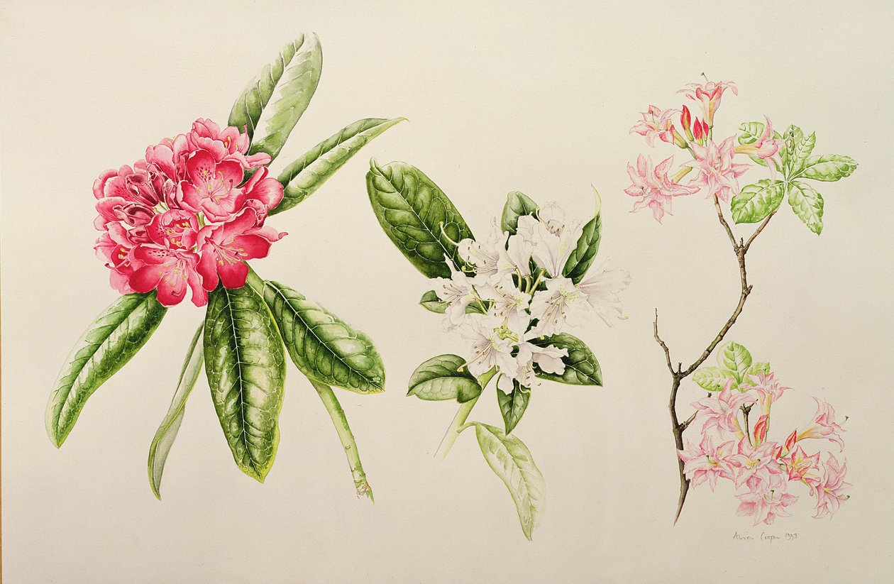 Rhododendron, 1998 tekijältä Alison Cooper