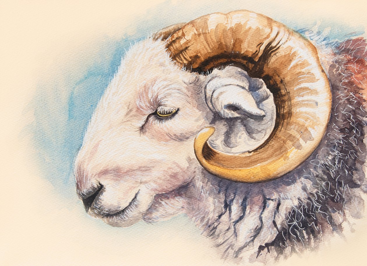 Herdwick Ram tekijältä Alison Cooper