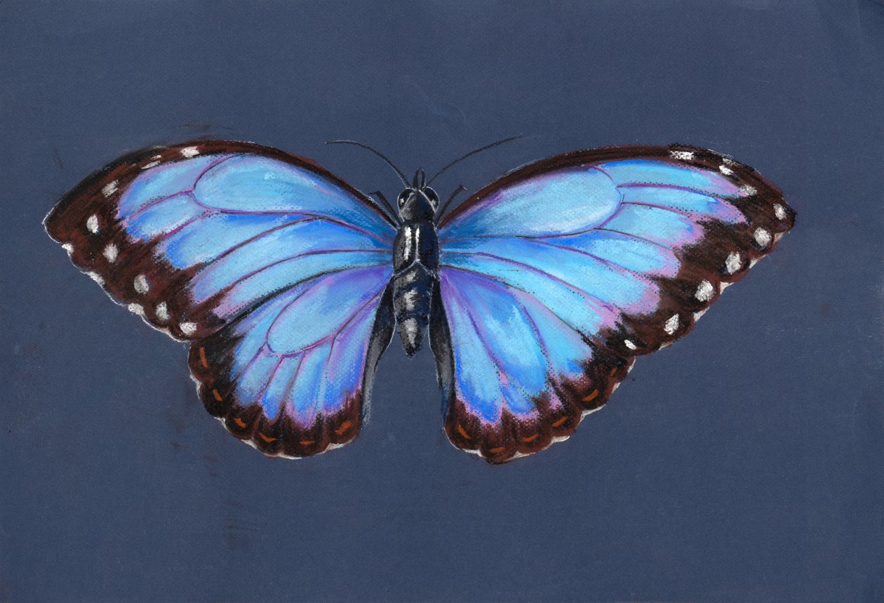 Blue Morpho Butterfly, 2019 (pastelli) tekijältä Alison Cooper