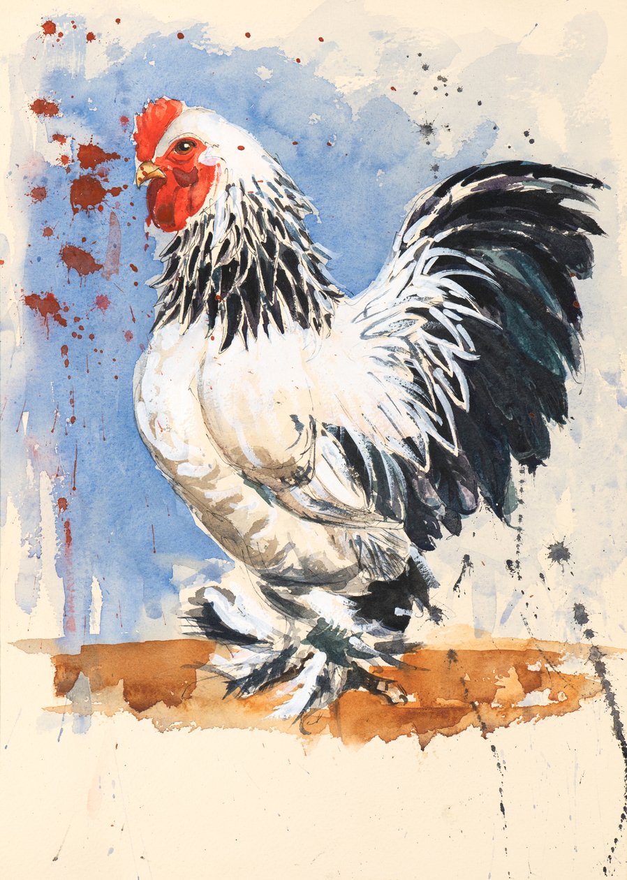 Brahma Bantam Cockerel, 2020 (akvarelli) tekijältä Alison Cooper
