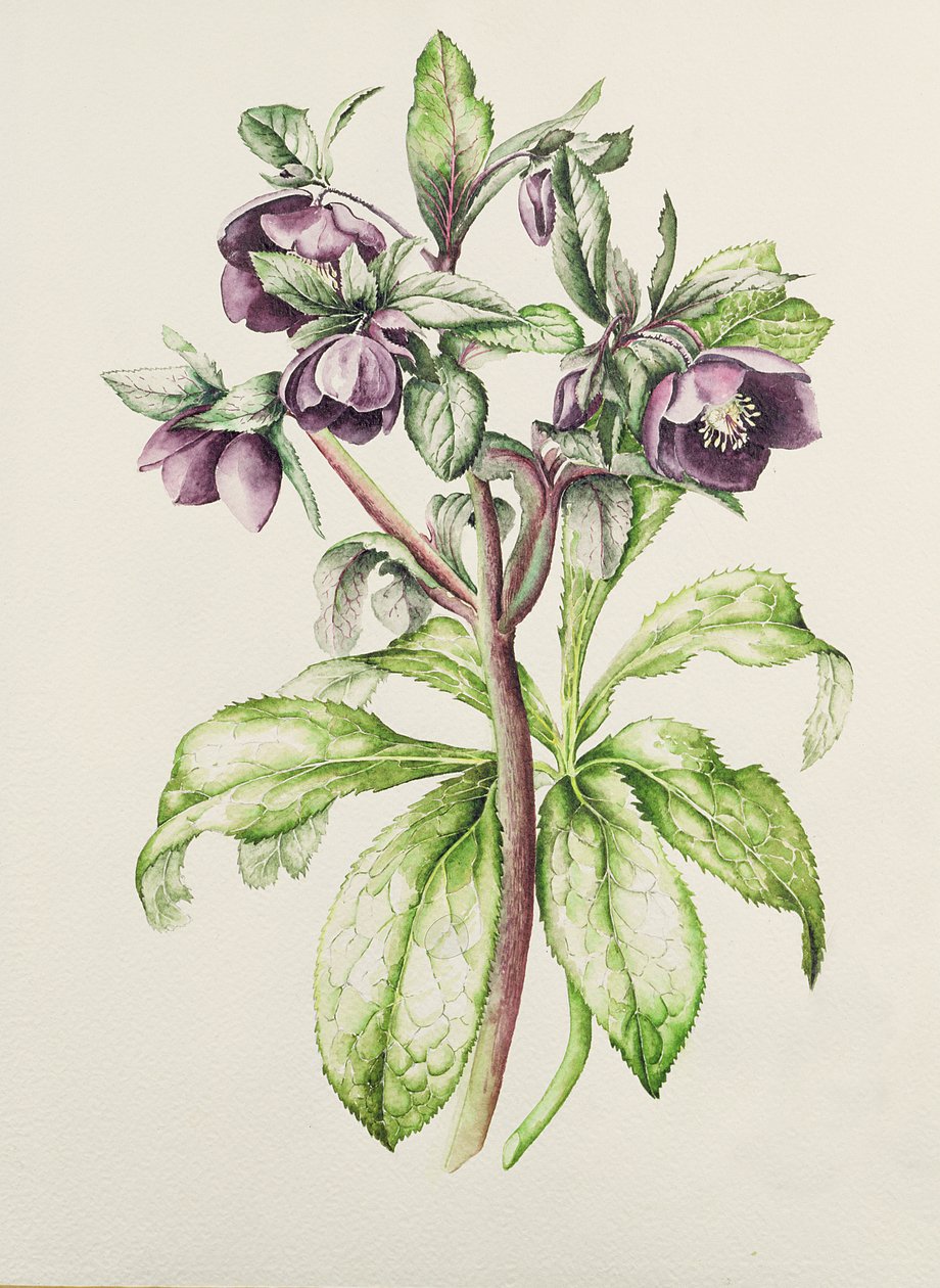 Helleborus Orientalis Helen Ballardilta (tumman violetit kukat) tekijältä Alison Cooper