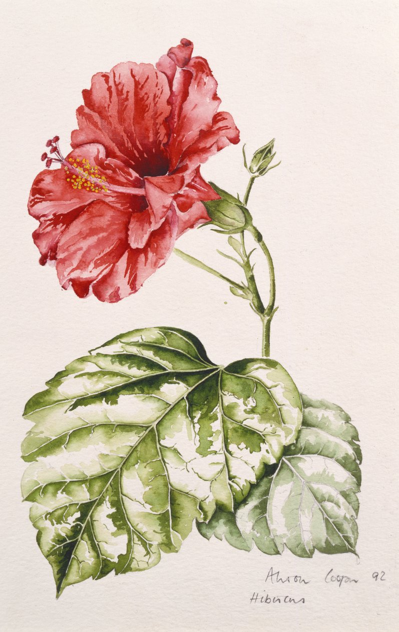 Hibiscus (punainen), 1992 (wc) tekijältä Alison Cooper
