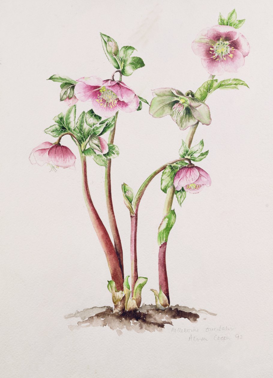 Paastonruusu: Helleborus orientalis (akvarelli) tekijältä Alison Cooper