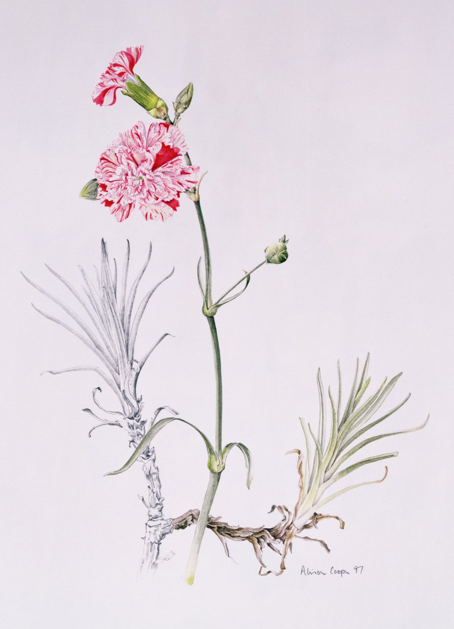 Old Variety of Dianthus, 1997 (wc paperilla) tekijältä Alison Cooper