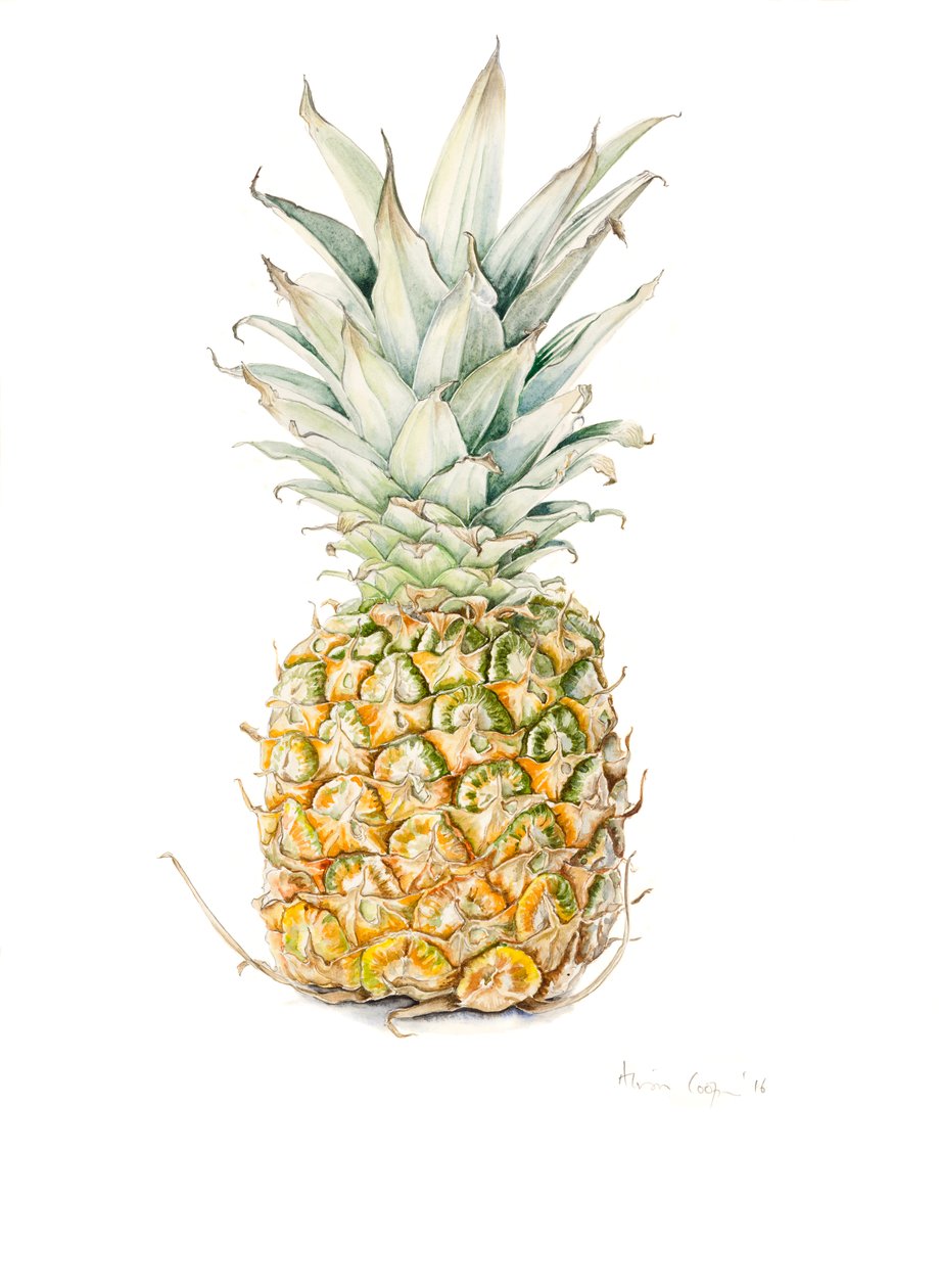 Kypsä ananas, akvarelli, 2016 tekijältä Alison Cooper