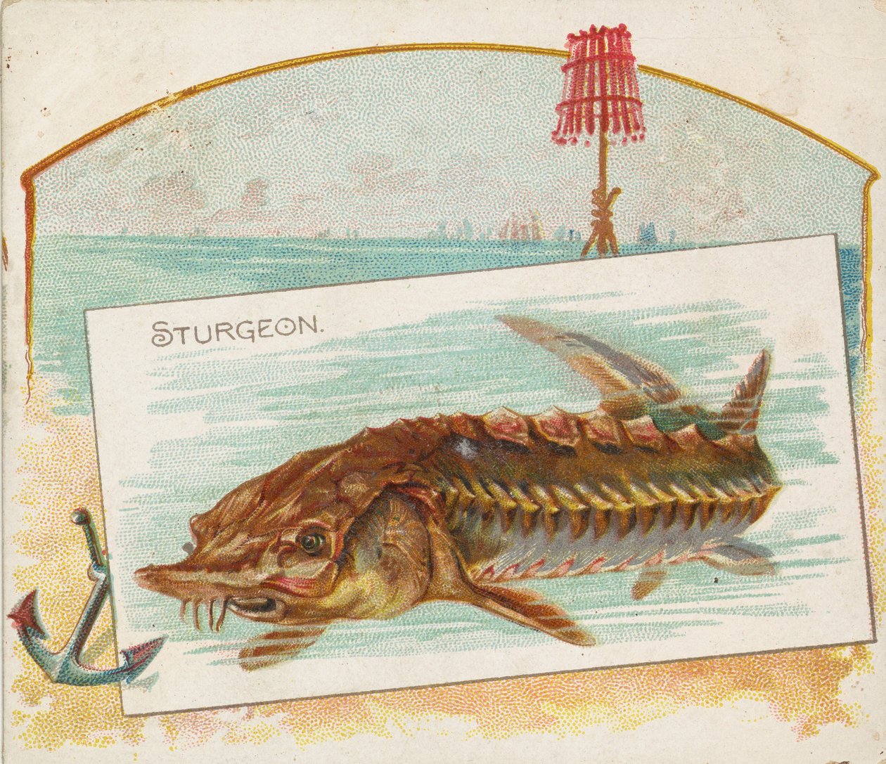 Sturgeon, American Watersin kalasta N39 Allen & Ginter -savukkeille, 1889. tekijältä Allen and Ginter