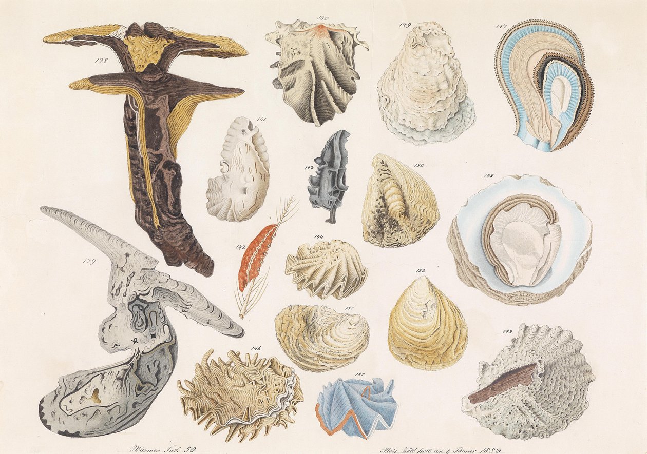 Verschiedene Muscheln und Schnecken tekijältä Aloys Zötl