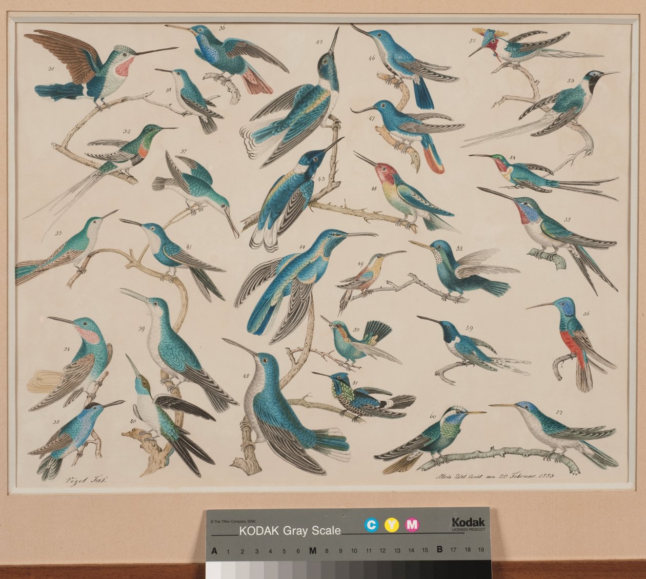 Hummingbirds tekijältä Aloys Zötl