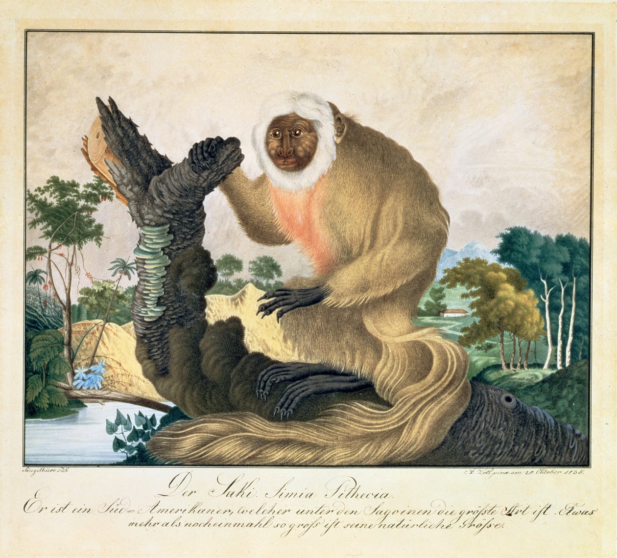 Saki-apina, 1835 tekijältä Aloys Zötl