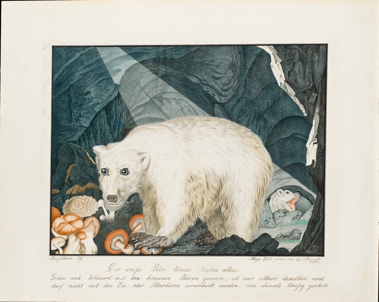 Valkoinen karhu, 1844 tekijältä Aloys Zötl