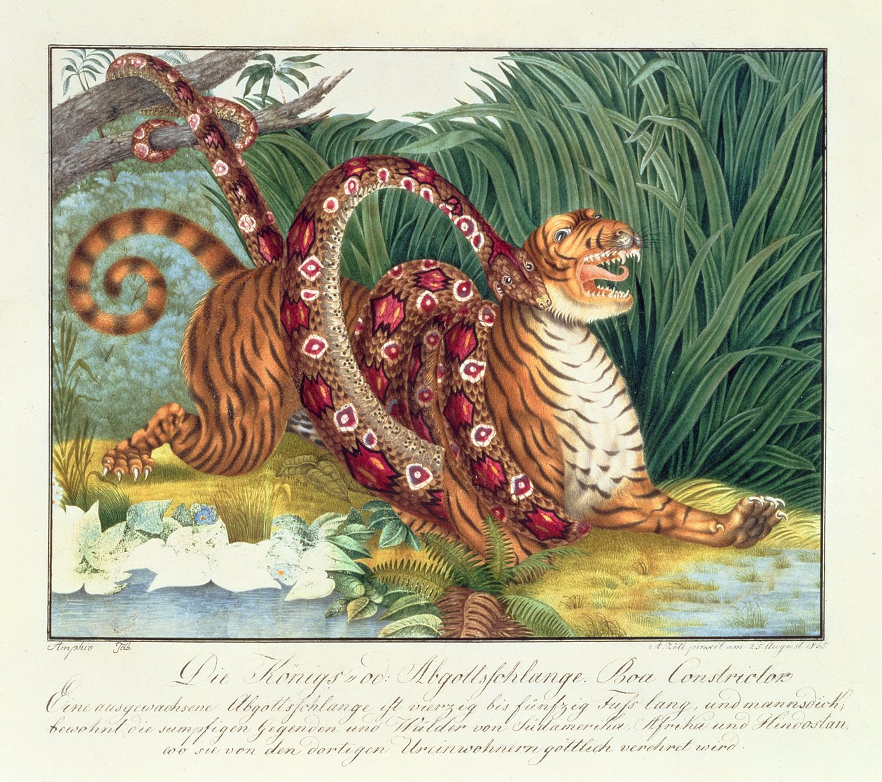 Tiger and Boa Constrictor, 1835 tekijältä Aloys Zötl