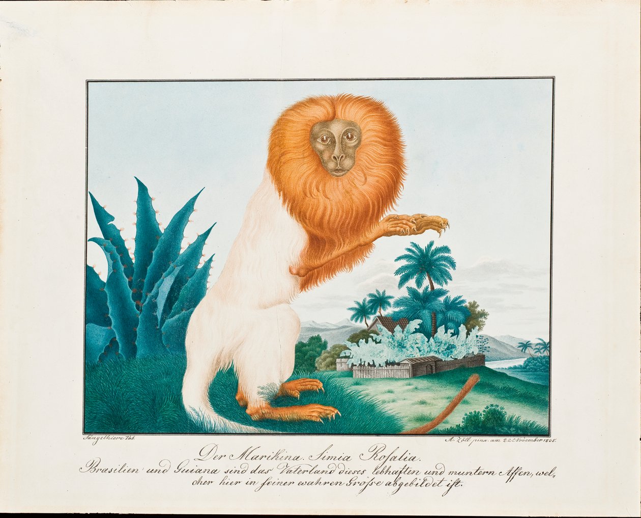 Valkoinen Saki, 1835 tekijältä Aloys Zötl