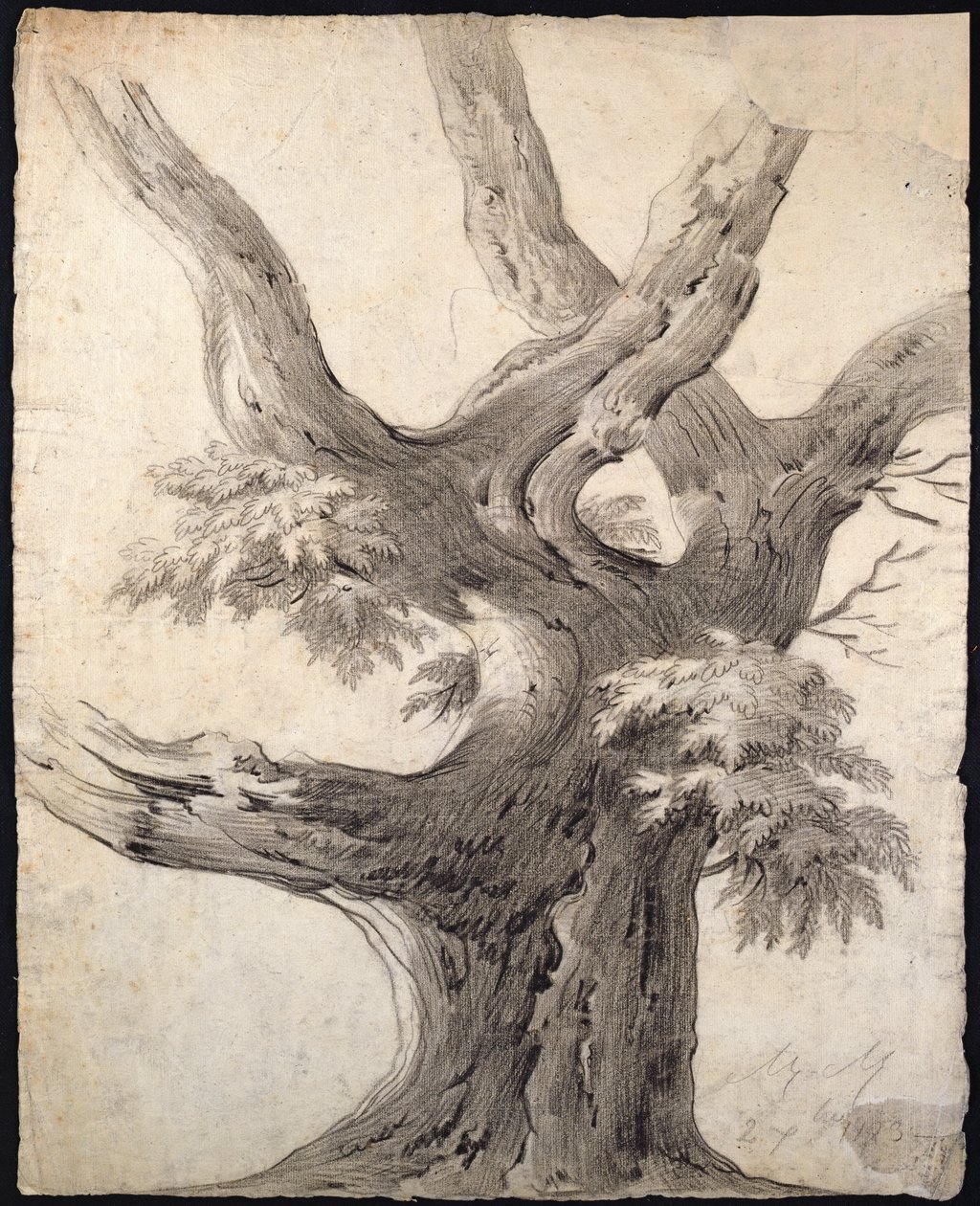 Tutkimus puusta, 1823 (hiili paperilla) tekijältä Alphonse Nicolas Michel Mandevare