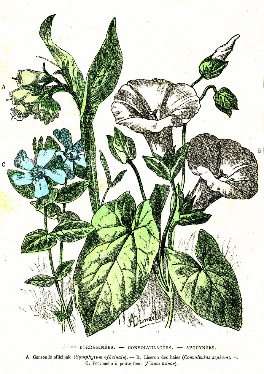 Borraginees, Convolvulacees, Apocynees: Luonnollinen luominen ja elävät olennot. Piirustus A. Demarle. 1885 tekijältä Alphonse Demarle