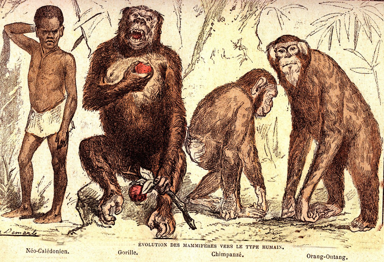 Nisäkkäiden evoluutio ihmistyypiksi: Luonnollinen luominen ja elävät olennot (De Jules Rengade). Piirustus A. Demarle. 1885 tekijältä Alphonse Demarle