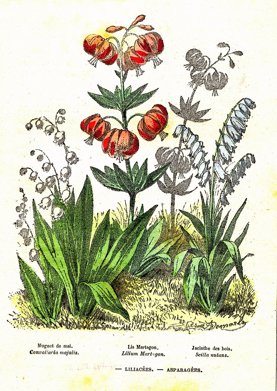 Liliacees, parsat: luonnollinen luominen ja elävät olennot. Piirustus A. Demarle. 1885 tekijältä Alphonse Demarle