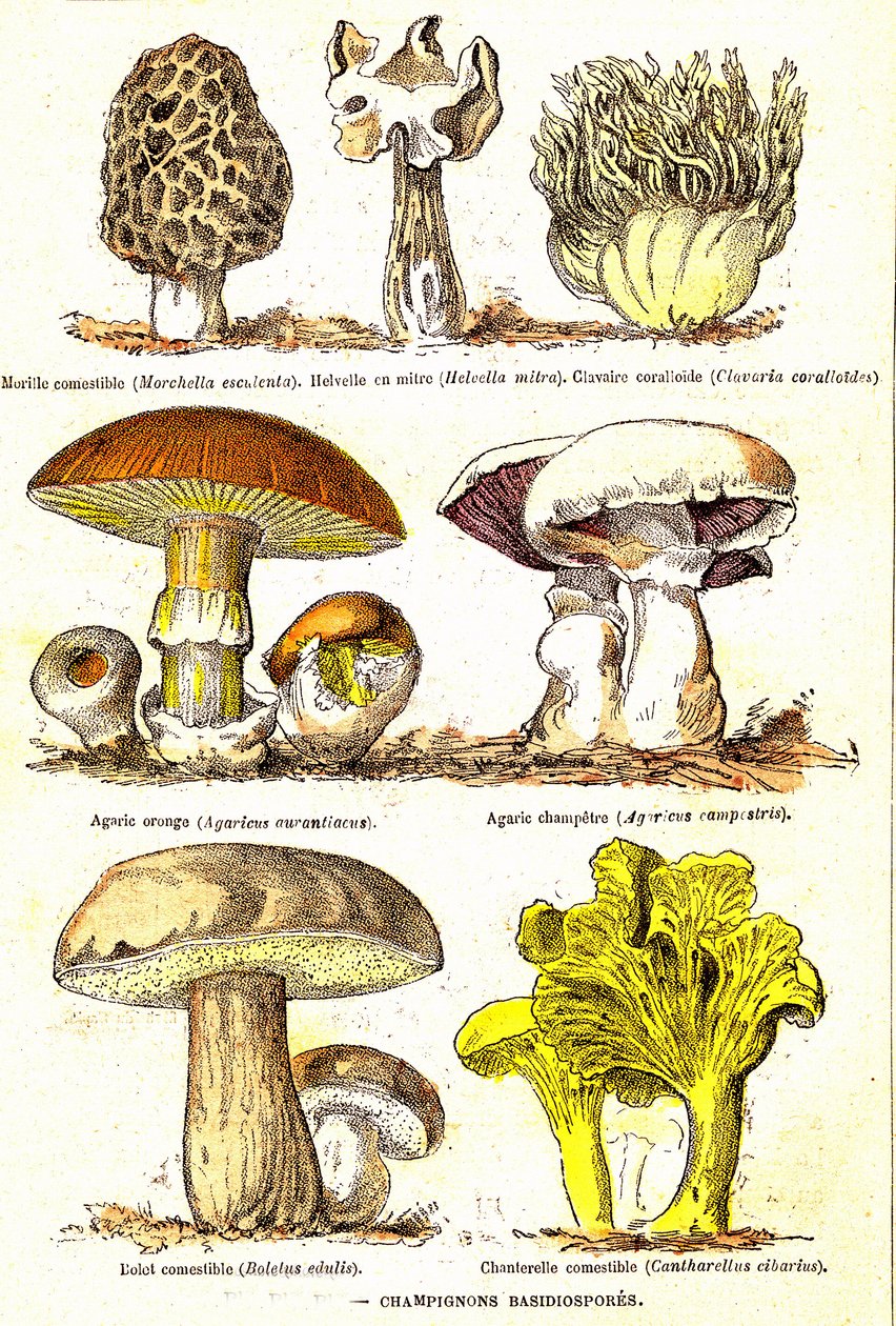 Sienet Basidiospores: Luonnollinen luominen ja elävät olennot (De Jules Rengade). Piirustus A. Demarle. 1885 tekijältä Alphonse Demarle