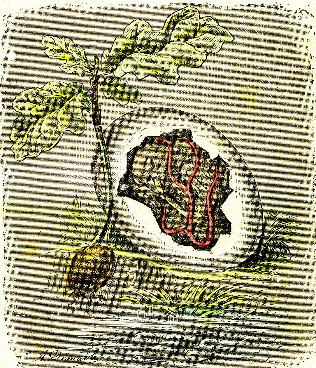Luonto. Muna ja siemenet: Järjestäytyneiden olentojen ensimmäinen tila. Luonnollinen luomus ja elävät olennot. (J. Rengade) piirustus A. Demarle. 1885 tekijältä Alphonse Demarle
