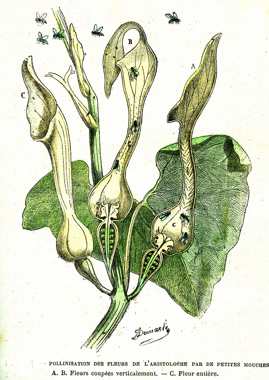 Aristoloche-kukkien kärpästen pölytys: Luonnollinen luomus ja elävät olennot. Piirustus A. Demarle. 1885 tekijältä Alphonse Demarle