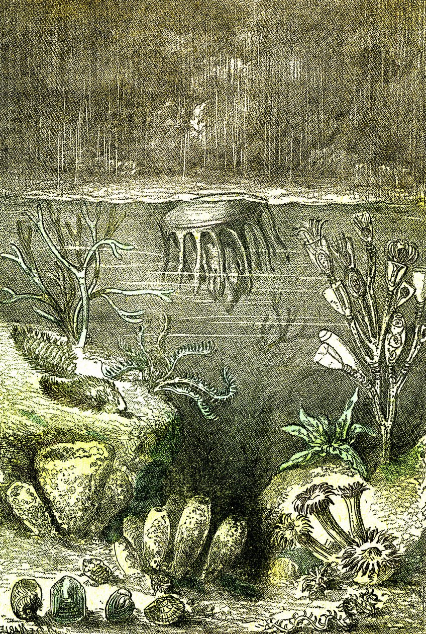 Prehistoire-Terre et Mers: Silurian aikakauden alku (J. Rengade. Piirustus Demarle. 1885 tekijältä Alphonse Demarle