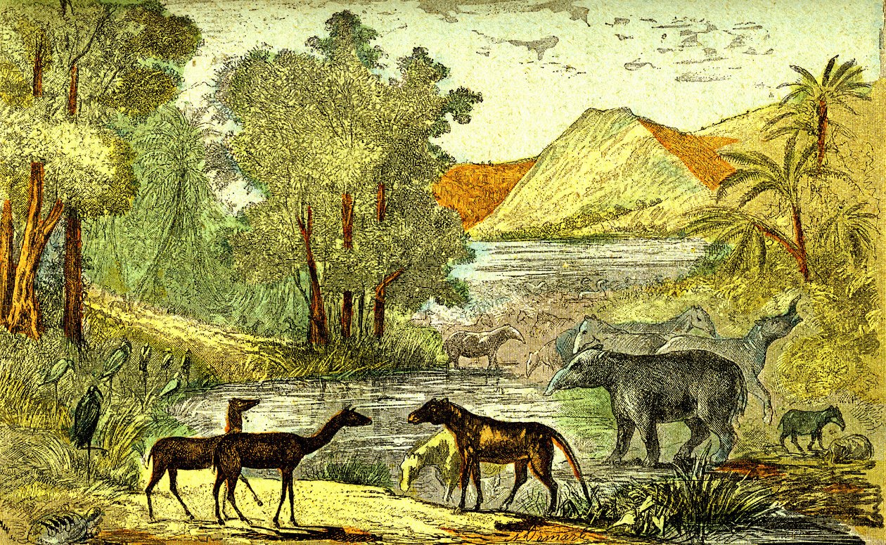 Esihistoria- Eoseenikausi: Oikealta vasemmalle: Paloeotherium, Anoplotherium, Xiphodonts ja linnut Tantalus. Luonnollinen luomus ja elävät olennot. Piirustus A. Demarle. 1885 tekijältä Alphonse Demarle