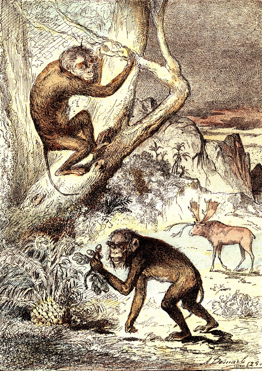 Catarhinian Monkeys (mioseenikausi): Semnopitheques. J. Rengaden luonnollinen luomus ja elävät olennot. Piirustus A. Demarle tekijältä Alphonse Demarle