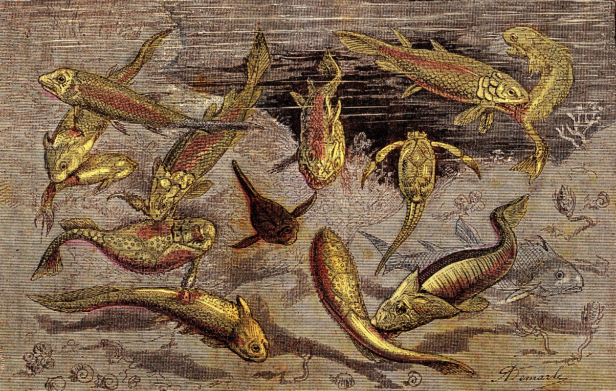 Devonian Times (esihistoria) Elävät olennot: Taistelu elävien olentojen olemassaolosta. Luonnollinen luominen. Piirustus A. Demarle. 1885 tekijältä Alphonse Demarle