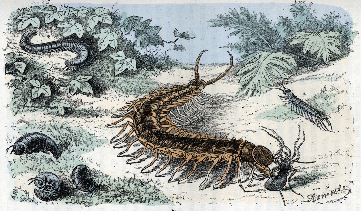 Eläinkartta: Hyönteiset Myriapodes (satasjalkaiset tai tuhatjalkaiset) (Eläintietolevy: Myriapoda) Kaiverrus Rengaden teoksesta "Ihminen ja luonto" tekijältä Alphonse Demarle