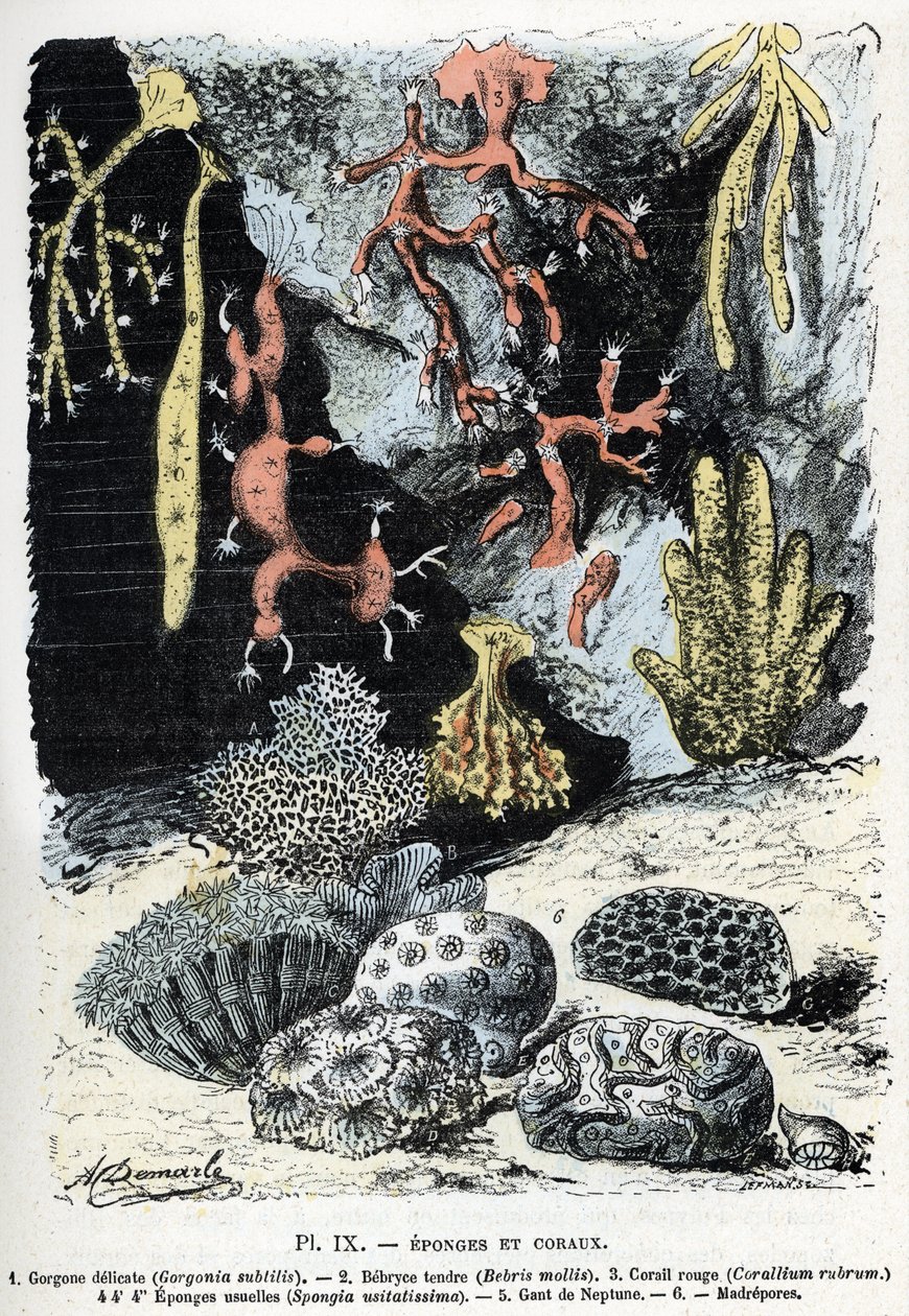 Carta Zoológica: esponjas e corais (gorgone, bebryce, coral, esponjas, luva de netuno (placa zoológica: esponjas marinhas e corais) Gravura de “” L