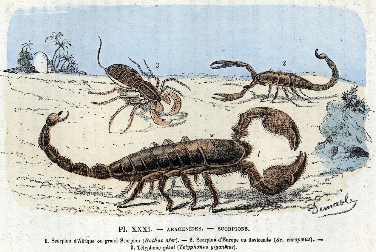Eläintieteelliset levyt; hämähäkit, afrikkalaiset skorpionit, euroopan skorpioni, telyfoni) (Eläintarvikelevy: Arachnid, skorpioni) Kaiverrus kirjasta "" L