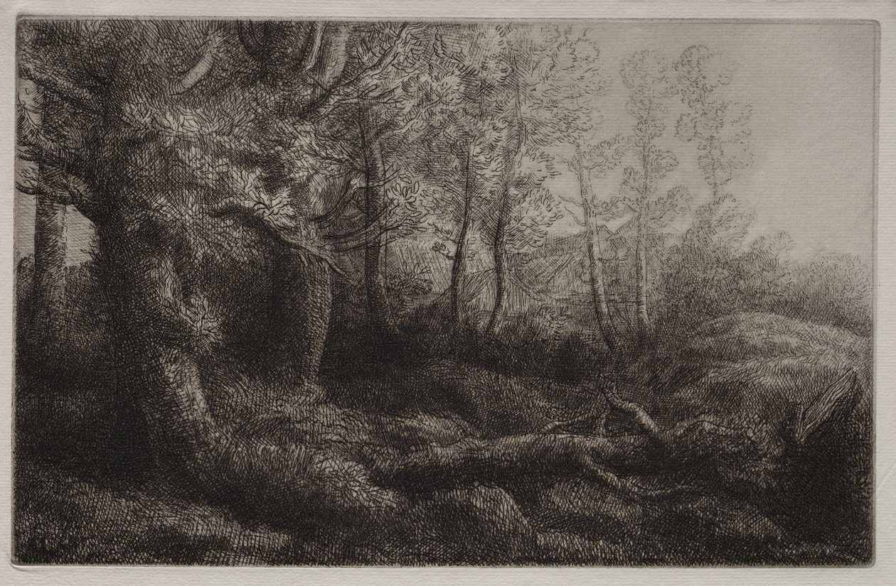 Metsämaatutkimus tekijältä Alphonse Legros