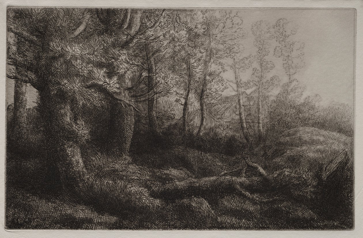 Metsämaatutkimus. tekijältä Alphonse Legros