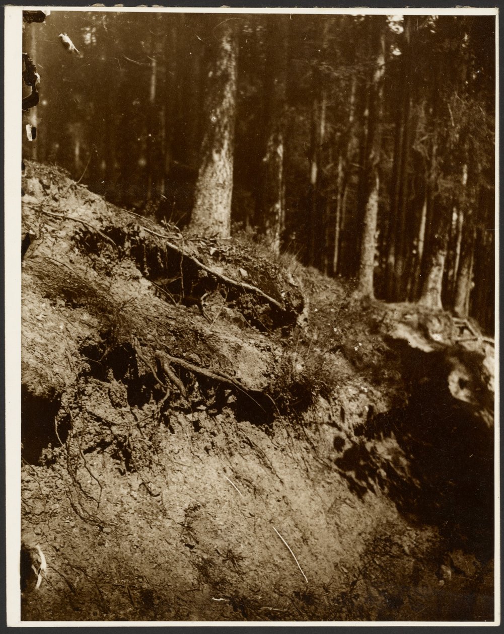 [Tutkimus kukkulan sivulta paljastuneen puun juurista] tekijältä Alphonse Maria Mucha