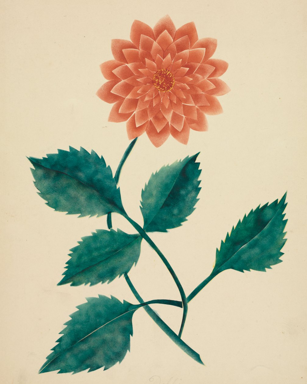 Dahlia (akvarelli) tekijältä Altha Mary Nims