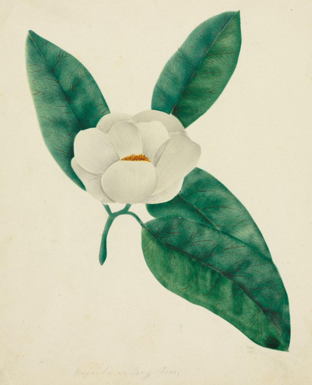 Magnolia (akvarelli) tekijältä Altha Mary Nims