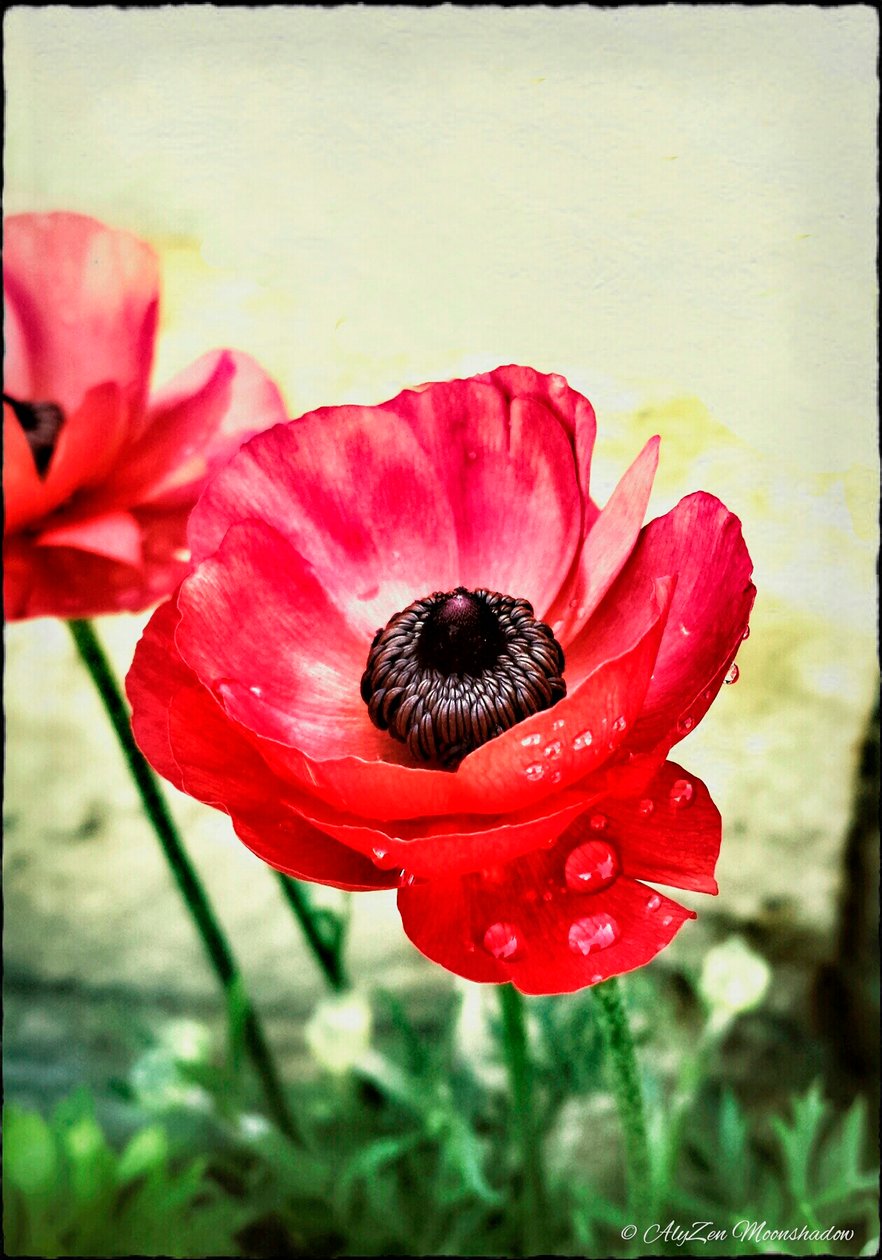 Red Anemone, 2013, (digitaalinen sekamediafonografia) tekijältä AlyZen Moonshadow