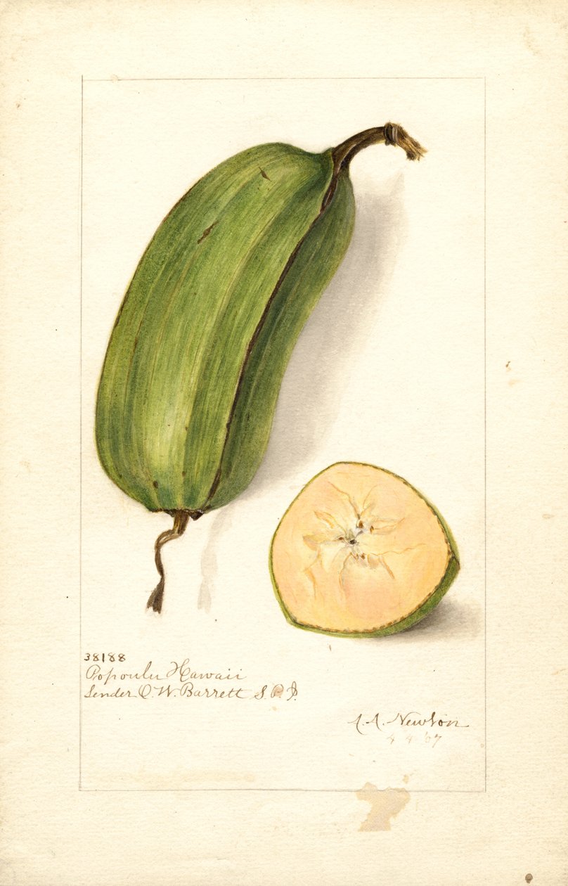 Banaanit (Musa: Popoulu Hawaii) (akvarelli) tekijältä Amanda Almira Newton