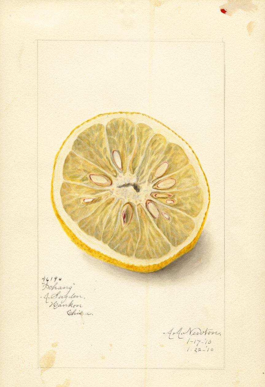 Ichang Appelsiini (Citrus sinensis) (vesiväri) tekijältä Amanda Almira Newton