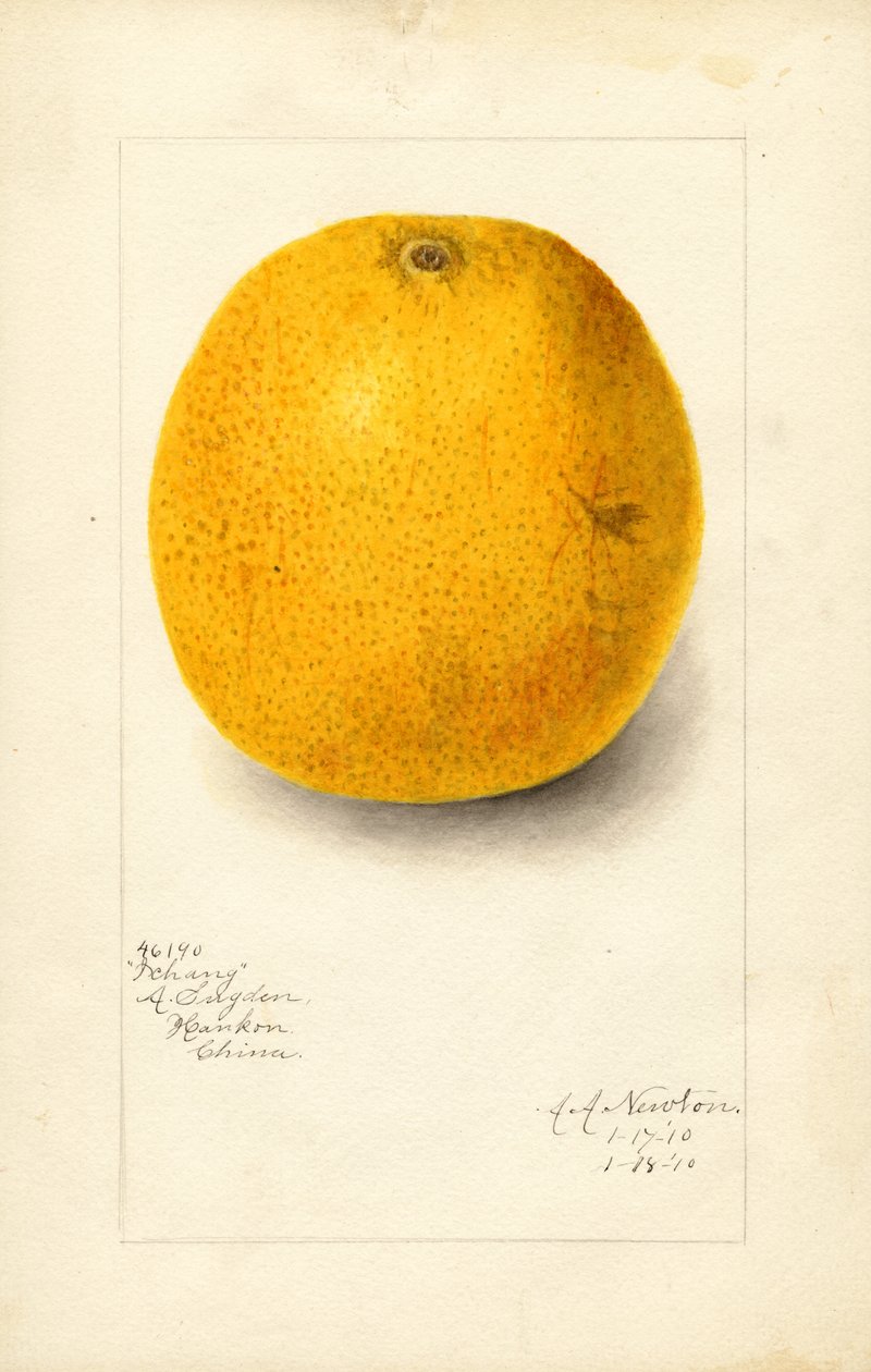 Ichang Appelsiini (Citrus sinensis) (vesiväri) tekijältä Amanda Almira Newton