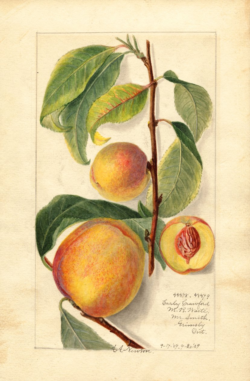 Persikat (Prunus persica) (vesiväri) tekijältä Amanda Almira Newton