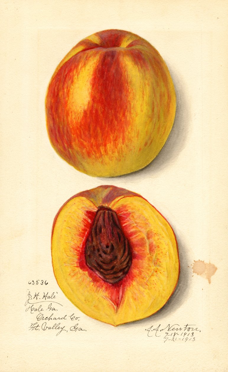 Persikat ( Prunus persica: J.H. Hale) (akvarelli) tekijältä Amanda Almira Newton