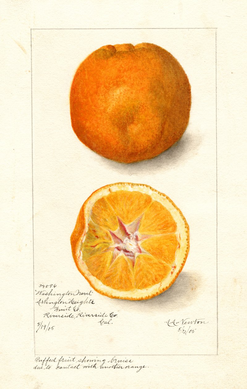 Washingtonin napa-appelsiinit ( Citrus sinensis) (akvarelli) tekijältä Amanda Almira Newton